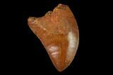 Serrated, Baby Carcharodontosaurus Tooth - Morocco #134981-1